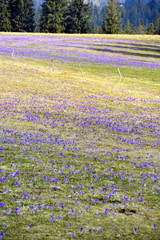 Ł.ąki kwitnących krokusów w Tatrach, wiosna