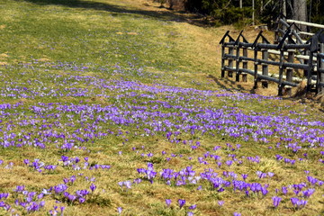 Ł.ąki kwitnących krokusów w Tatrach, wiosna