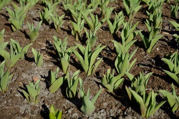 Plantation of tulips. Sprouts of tulips in early spring. Green leaves of bulbous plants.