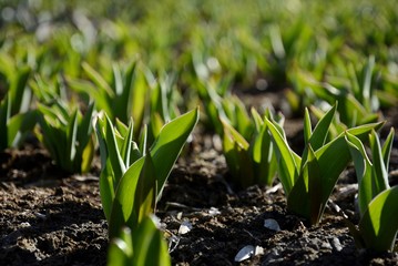 Plantation of tulips. Sprouts of tulips in early spring. Green leaves of bulbous plants.