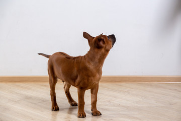 puppy dog on the floor