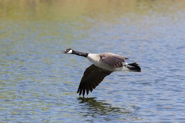 Common waterfowl of Colorado. Canada Geese in flight.