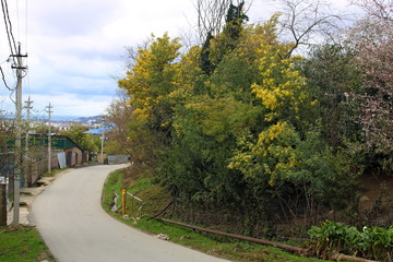 March Mimosa on the streets of Caucasian villages.