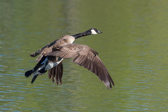 Common waterfowl of Colorado. Canada Geese in flight.