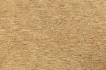 texture of wood. White tree