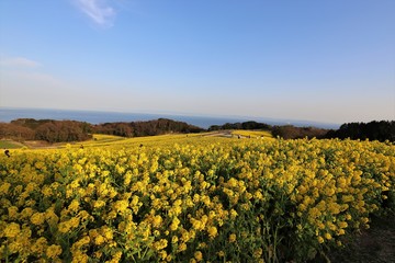 あわじ花さじき　菜の花畑