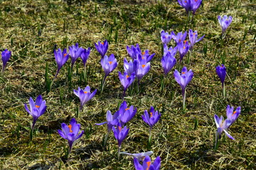 Ł.ąki kwitnących krokusów w Tatrach, wiosna © Albin Marciniak