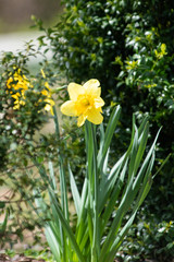 Daffodil 