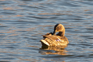 Duck on a pond at sunrise