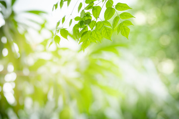 Close up of beautiful nature view green leaf on blurred greenery background under sunlight with bokeh and copy space using as background natural plants landscape, ecology wallpaper concept.