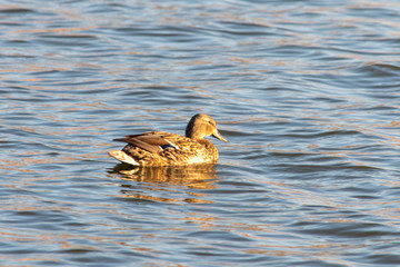 Duck at sunrise
