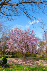 Naklejka premium Saucer Magnolia Tree
