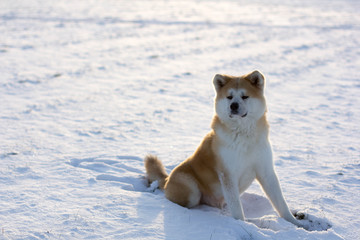 dog puppy Akita friend cute