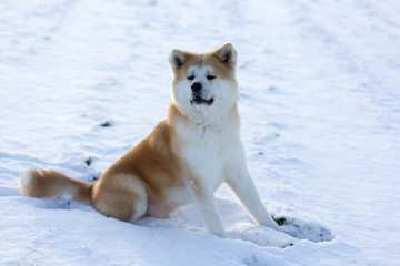 dog puppy Akita friend cute