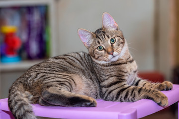 striped brown cat lies