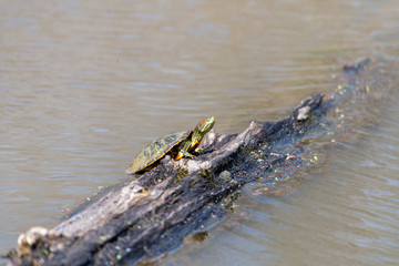 Sunning turtle