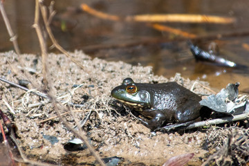 Sunning frog