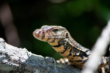wildlife