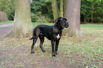 Young purebred black dog standing on autumn park. Cane corso training.