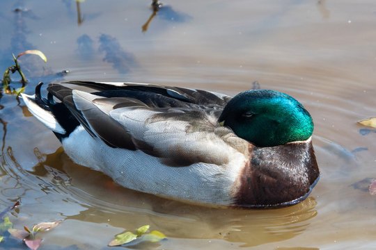 Mallard Hiding Bill