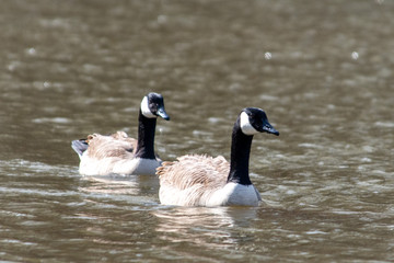 Canadian geese on a pond
