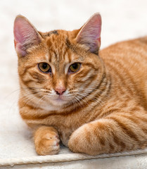 red cat lies on a light background