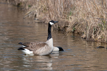 Fototapeta premium Canadian Geese on a pond