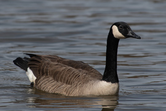 Canadian goose on a pond