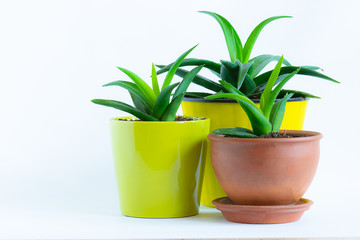 Aloe Vera plants in different pots on white background with copy space for your text. Home gardening concept.