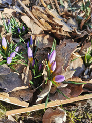 Spring background with blooming purple crocuses in early spring. Autumn old leaves.Crocus Iridaceae iris family , banner image.