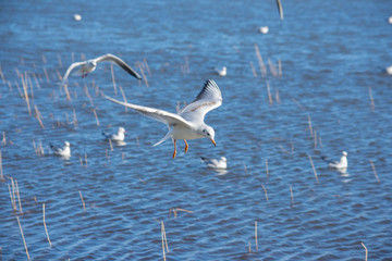 Immature brown-headed gull (Chroicocephalus brunnicephalus) flying over blue water with other birds in background