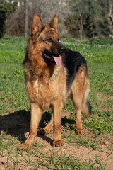German shepherd dog tongue out