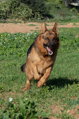 German shepherd dog running