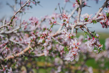 tree in flowers on a hill