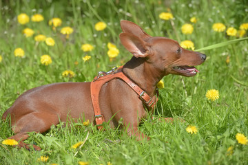 Miniature pinscher with uncut ears in the park