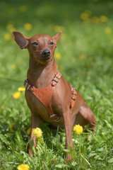 Miniature pinscher with uncut ears in the park