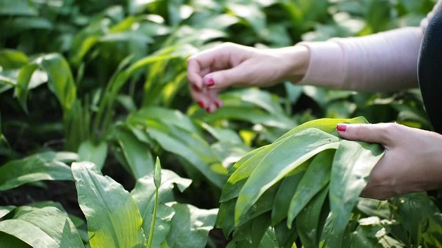 Young woman is collecting green leaves of ramson - wild garlic (Allium ursinum) on the meadow in woods in SLOW MOTION HD VIDEO. Low depth of field and blurred background. Close-up. Half speed.