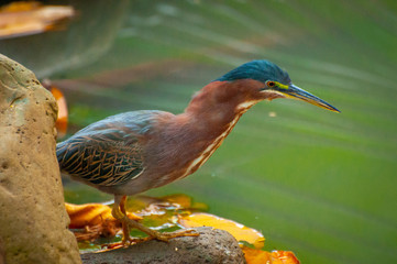 Green heron