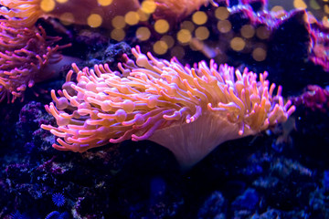 Brightly lit sea anemones growing on rock surfaces in a home aquarium setting. The vibrant yellow tentacles sway gently in the water current.corals in a marine aquarium.Selective focus