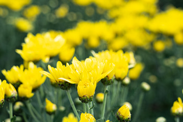 Beautiful yellow daisy flower in green field background