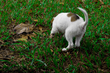 Filhote de cachorro brincando na grama