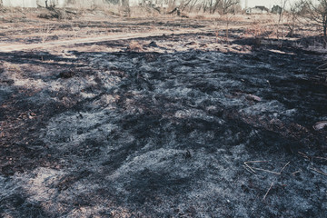 Clearing in the forest after a fire