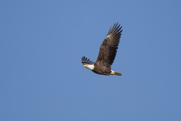 bald eagle in flight