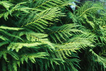 Fern plant background. Green natural background.  Foliage photo