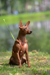 Miniature pinscher with uncut ears in the park