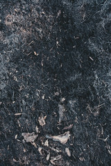 after the forest fire. burnt grass and branches
