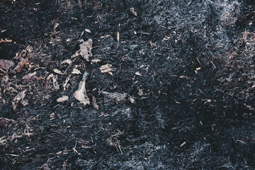 after the forest fire. burnt grass and branches close-up