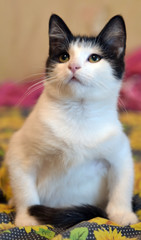 black and white plump kitten