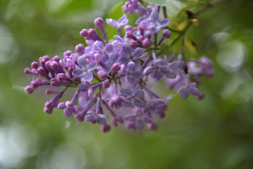 purple lilac on a branch