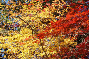 日本楓の紅葉風景